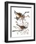 Audubon: Sparrow, 1827-38-John James Audubon-Framed Premium Giclee Print