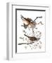 Audubon: Sparrow, 1827-38-John James Audubon-Framed Premium Giclee Print