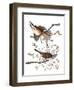 Audubon: Sparrow, 1827-38-John James Audubon-Framed Giclee Print