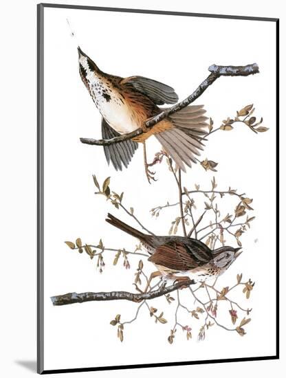 Audubon: Sparrow, 1827-38-John James Audubon-Mounted Giclee Print