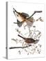 Audubon: Sparrow, 1827-38-John James Audubon-Stretched Canvas