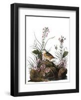 Audubon: Sparrow, 1827-38-John James Audubon-Framed Premium Giclee Print