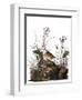 Audubon: Sparrow, 1827-38-John James Audubon-Framed Premium Giclee Print