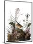 Audubon: Sparrow, 1827-38-John James Audubon-Mounted Premium Giclee Print