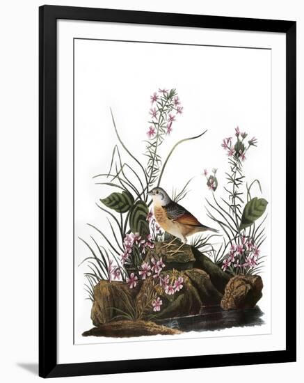 Audubon: Sparrow, 1827-38-John James Audubon-Framed Giclee Print