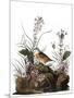 Audubon: Sparrow, 1827-38-John James Audubon-Mounted Giclee Print