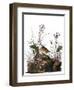 Audubon: Sparrow, 1827-38-John James Audubon-Framed Giclee Print