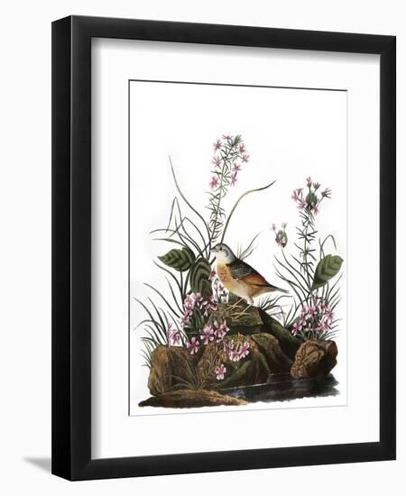 Audubon: Sparrow, 1827-38-John James Audubon-Framed Giclee Print