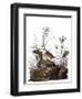 Audubon: Sparrow, 1827-38-John James Audubon-Framed Giclee Print