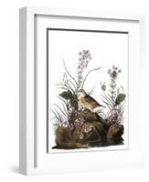 Audubon: Sparrow, 1827-38-John James Audubon-Framed Giclee Print