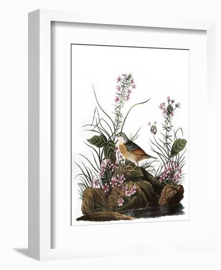 Audubon: Sparrow, 1827-38-John James Audubon-Framed Giclee Print