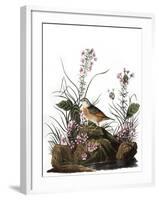 Audubon: Sparrow, 1827-38-John James Audubon-Framed Giclee Print