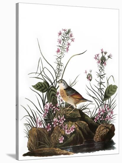 Audubon: Sparrow, 1827-38-John James Audubon-Stretched Canvas