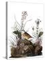 Audubon: Sparrow, 1827-38-John James Audubon-Stretched Canvas