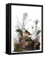 Audubon: Sparrow, 1827-38-John James Audubon-Framed Stretched Canvas