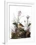 Audubon: Sparrow, 1827-38-John James Audubon-Framed Giclee Print