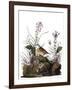 Audubon: Sparrow, 1827-38-John James Audubon-Framed Giclee Print