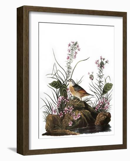 Audubon: Sparrow, 1827-38-John James Audubon-Framed Giclee Print