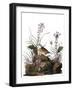 Audubon: Sparrow, 1827-38-John James Audubon-Framed Giclee Print