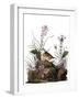 Audubon: Sparrow, 1827-38-John James Audubon-Framed Giclee Print