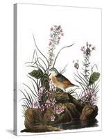 Audubon: Sparrow, 1827-38-John James Audubon-Stretched Canvas