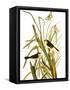 Audubon: Sparrow, 1827-John James Audubon-Framed Stretched Canvas