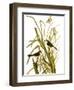 Audubon: Sparrow, 1827-John James Audubon-Framed Premium Giclee Print