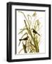 Audubon: Sparrow, 1827-John James Audubon-Framed Premium Giclee Print