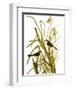 Audubon: Sparrow, 1827-John James Audubon-Framed Premium Giclee Print