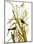 Audubon: Sparrow, 1827-John James Audubon-Mounted Premium Giclee Print