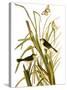 Audubon: Sparrow, 1827-John James Audubon-Stretched Canvas