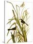 Audubon: Sparrow, 1827-John James Audubon-Stretched Canvas