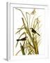 Audubon: Sparrow, 1827-John James Audubon-Framed Giclee Print