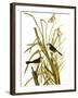 Audubon: Sparrow, 1827-John James Audubon-Framed Giclee Print