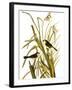 Audubon: Sparrow, 1827-John James Audubon-Framed Giclee Print