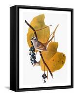 Audubon: Sparrow-John James Audubon-Framed Stretched Canvas