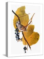 Audubon: Sparrow-John James Audubon-Stretched Canvas