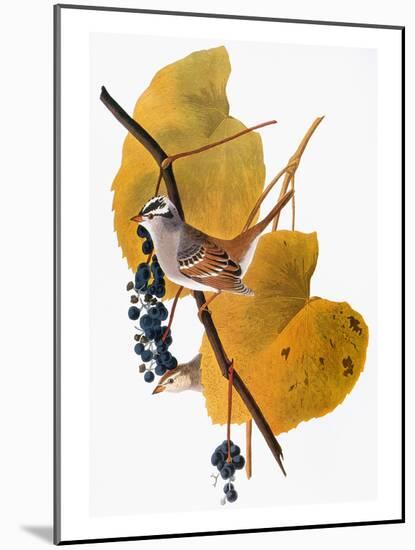 Audubon: Sparrow-John James Audubon-Mounted Giclee Print