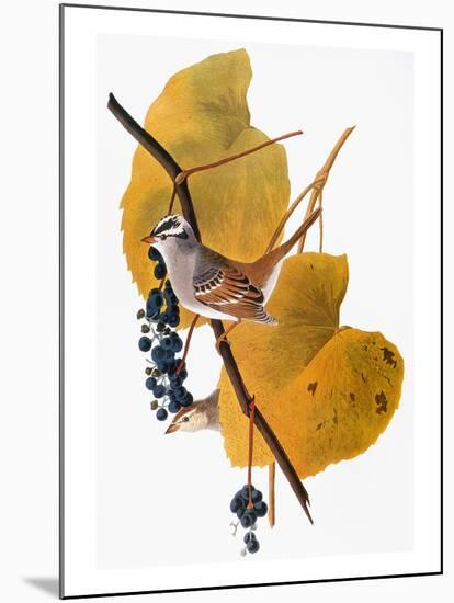 Audubon: Sparrow-John James Audubon-Mounted Giclee Print