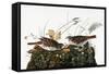 Audubon: Sparrow-John James Audubon-Framed Stretched Canvas