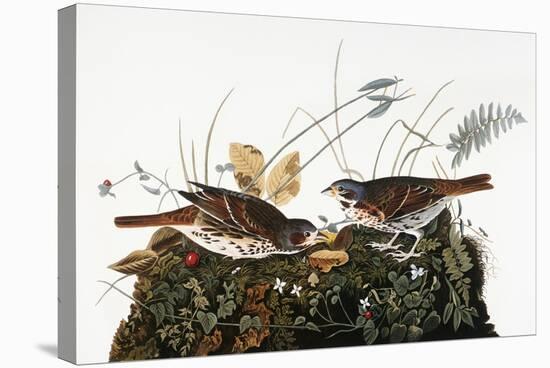 Audubon: Sparrow-John James Audubon-Stretched Canvas