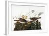 Audubon: Sparrow-John James Audubon-Framed Giclee Print