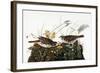 Audubon: Sparrow-John James Audubon-Framed Giclee Print