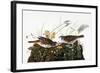 Audubon: Sparrow-John James Audubon-Framed Giclee Print