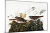 Audubon: Sparrow-John James Audubon-Mounted Giclee Print