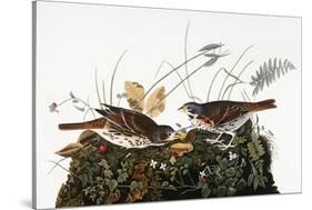 Audubon: Sparrow-John James Audubon-Stretched Canvas