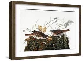 Audubon: Sparrow-John James Audubon-Framed Giclee Print