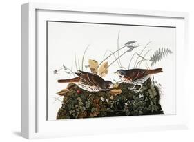 Audubon: Sparrow-John James Audubon-Framed Giclee Print