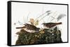 Audubon: Sparrow-John James Audubon-Framed Stretched Canvas
