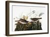 Audubon: Sparrow-John James Audubon-Framed Premium Giclee Print